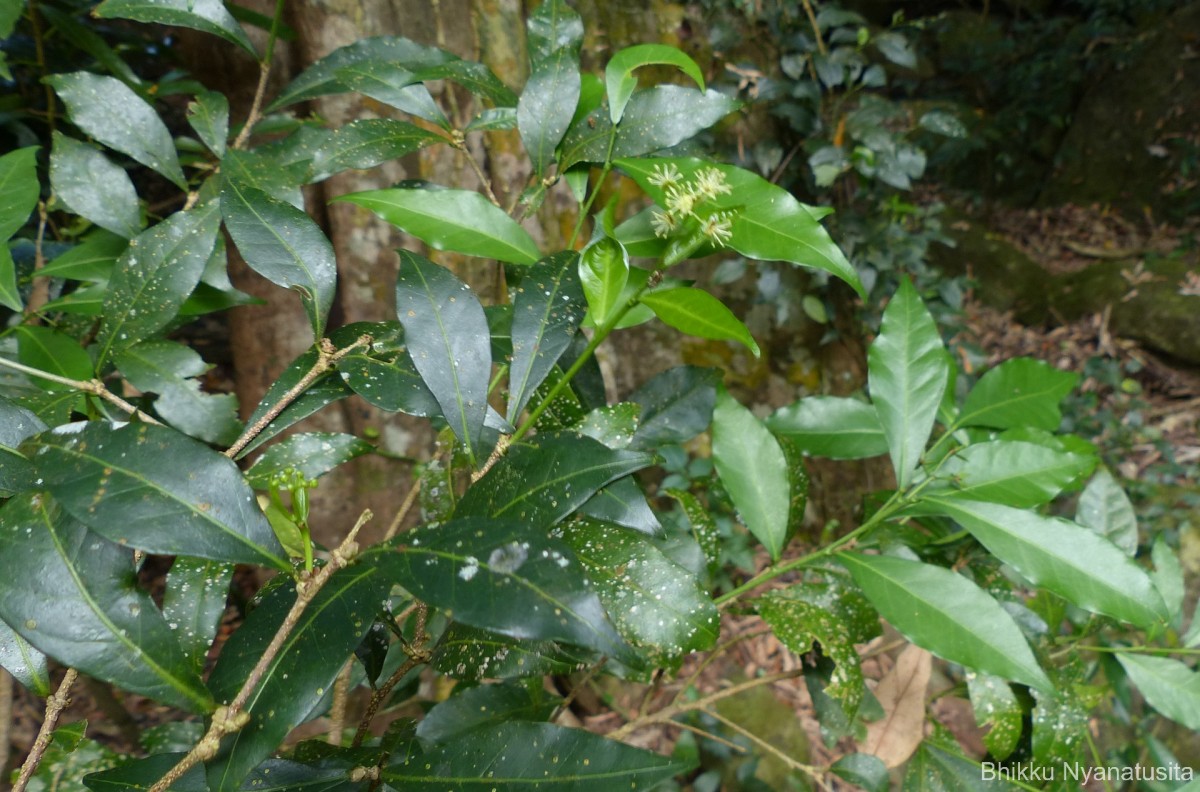 Blachia umbellata (Willd.) Baill.
